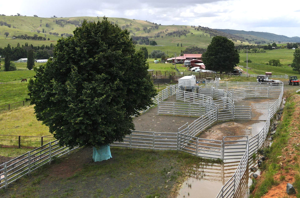 200 Head Cattle yard